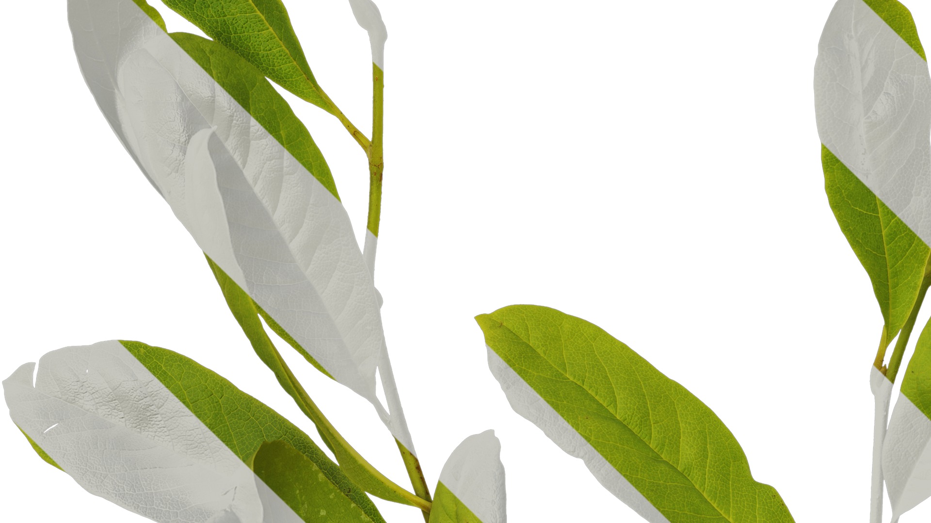 Anydrafts Magnolia tomentosa Leaf 02 Texture_3