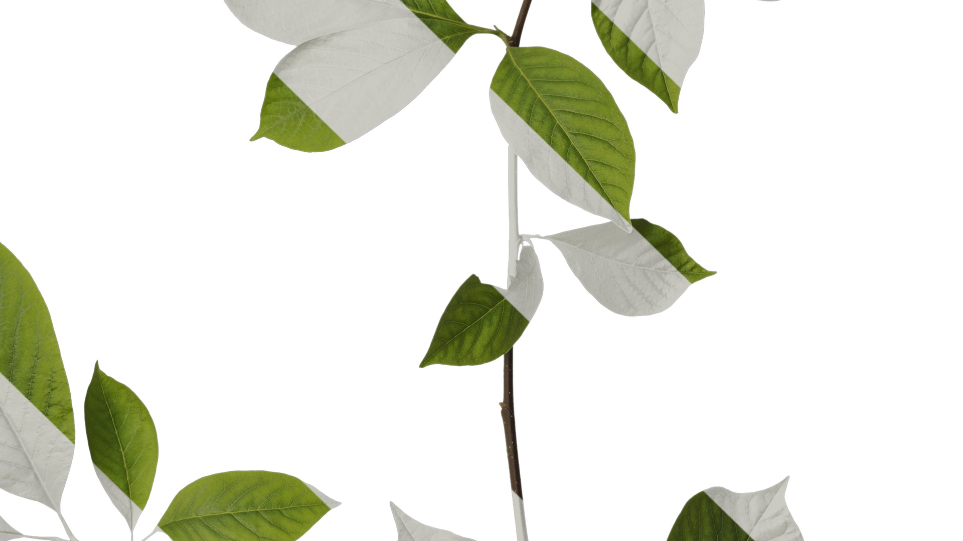 Anydrafts Magnolia zenii Atlas 04 Texture_4