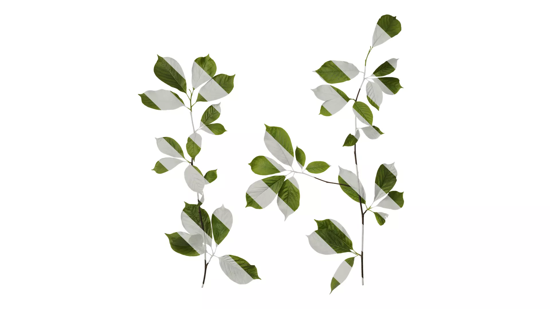 Anydrafts Magnolia zenii Atlas 04 Texture_0