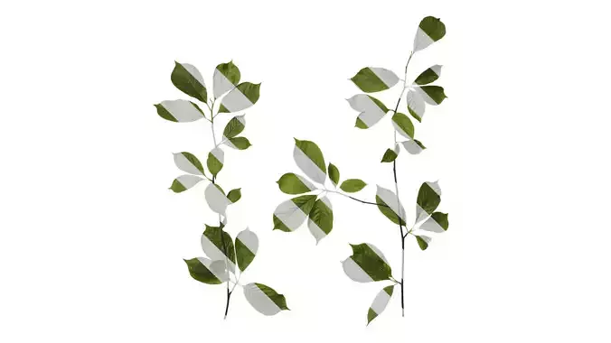 Anydrafts Magnolia zenii Atlas 04