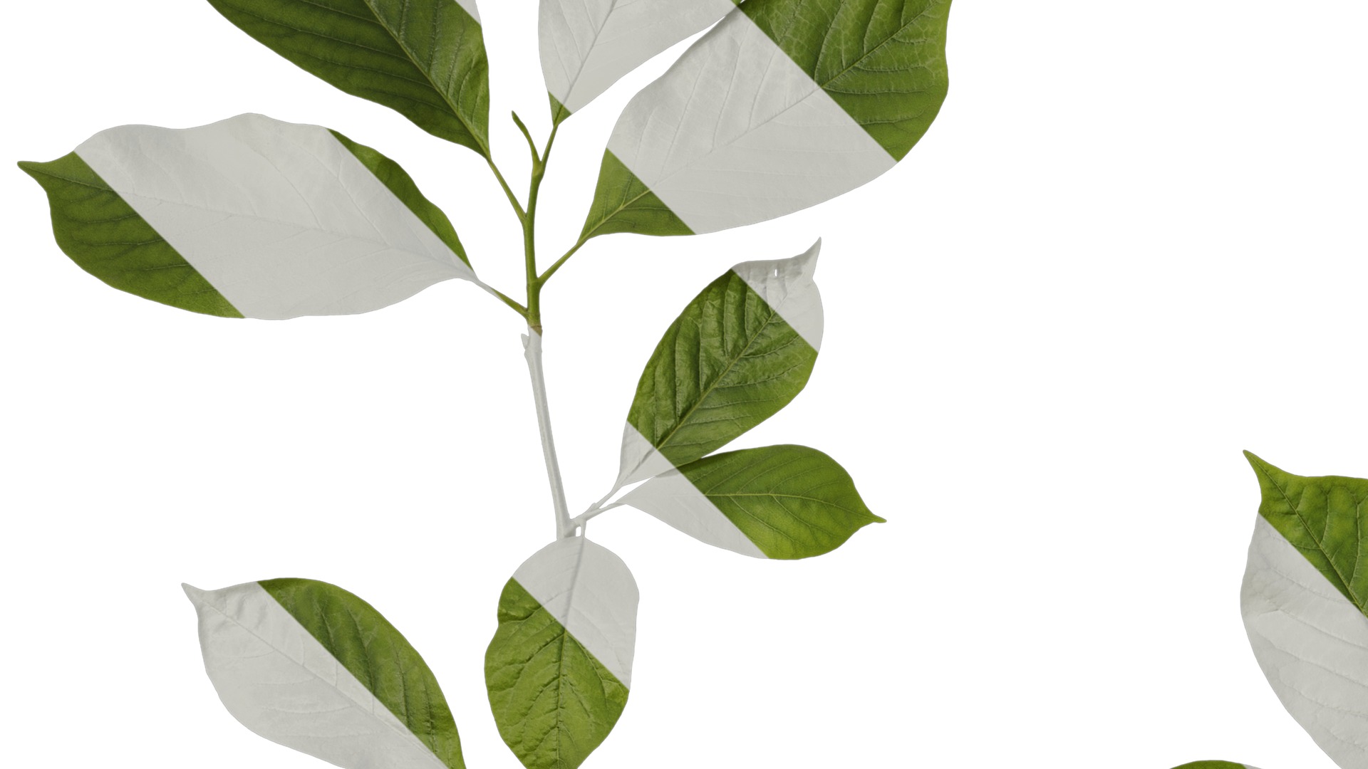 Anydrafts Magnolia zenii Atlas 04 Texture_3