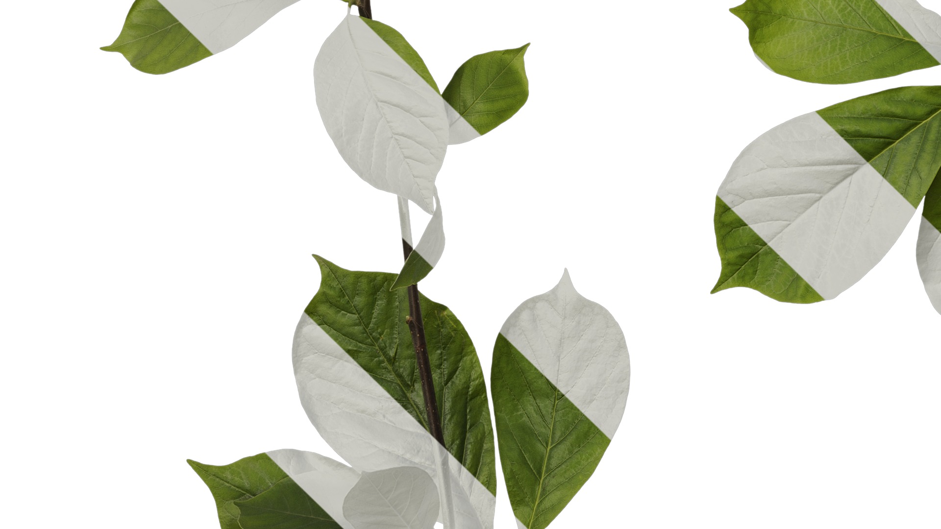 Anydrafts Magnolia zenii Atlas 04 Texture_5