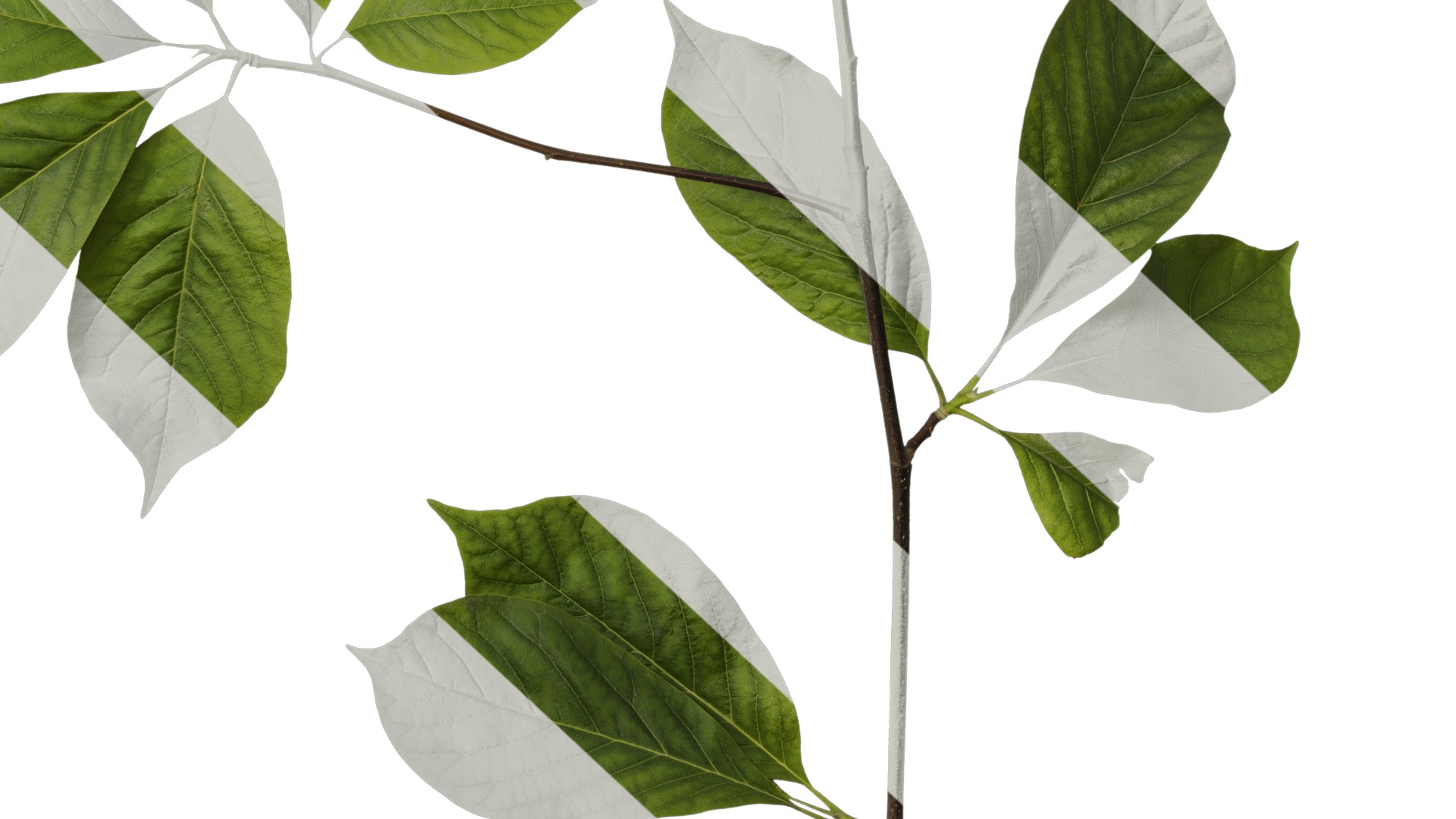 Anydrafts Magnolia zenii Atlas 04 Texture_6