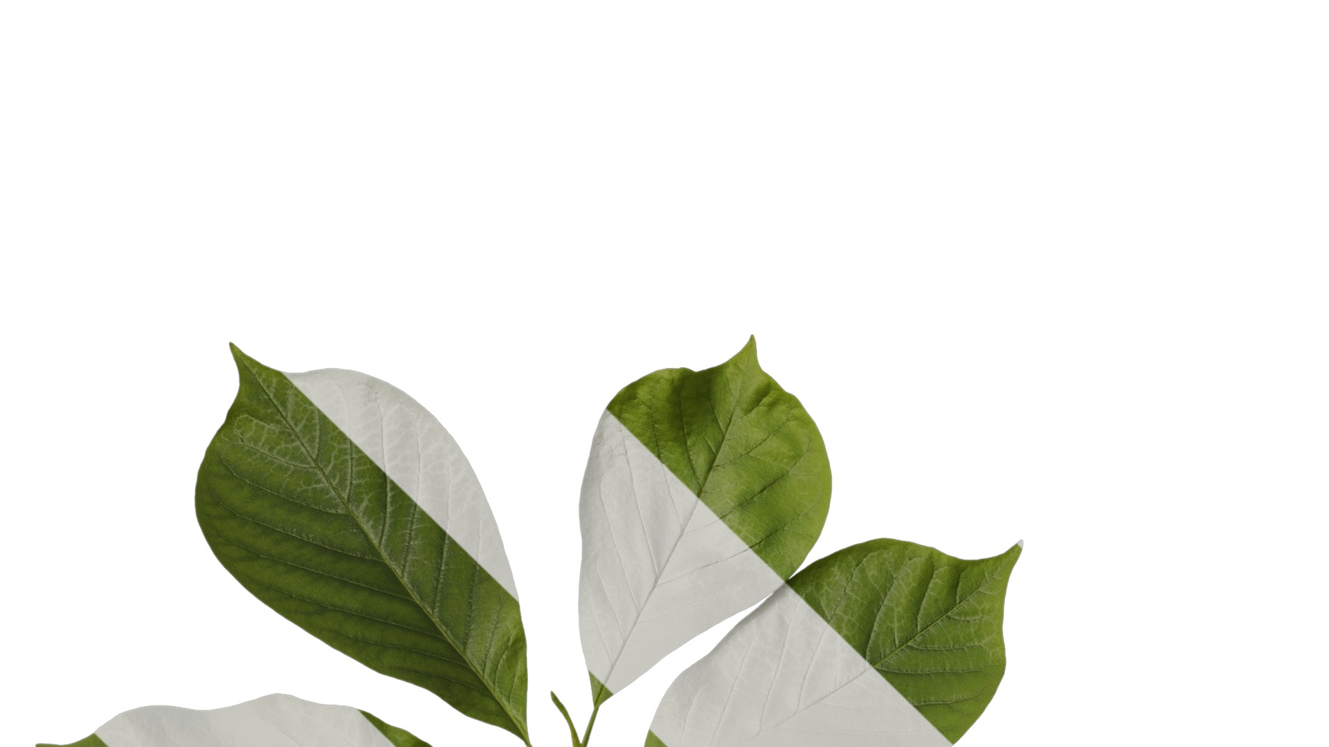 Anydrafts Magnolia zenii Atlas 04 Texture_1