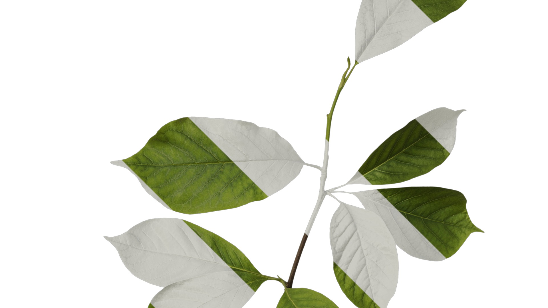 Anydrafts Magnolia zenii Atlas 04 Texture_2