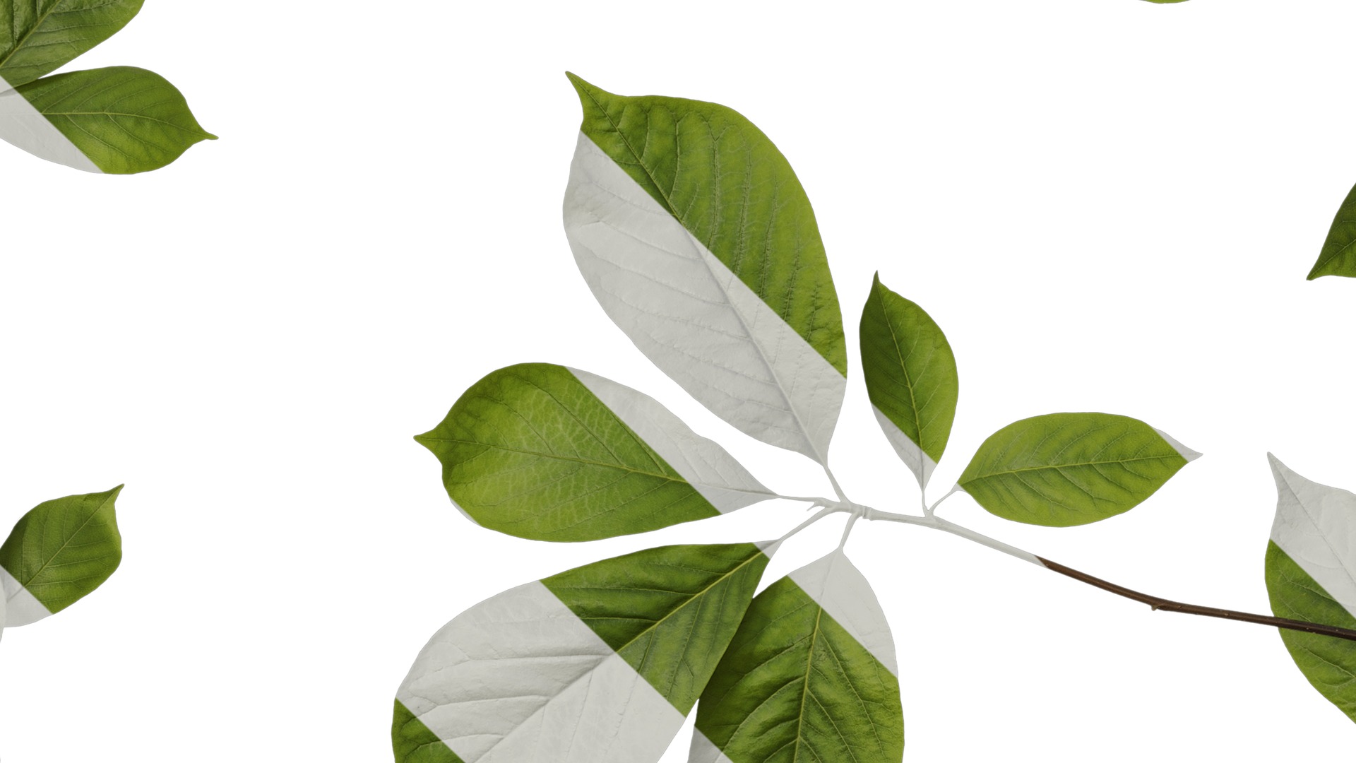 Anydrafts Magnolia zenii Atlas 04 Texture_7