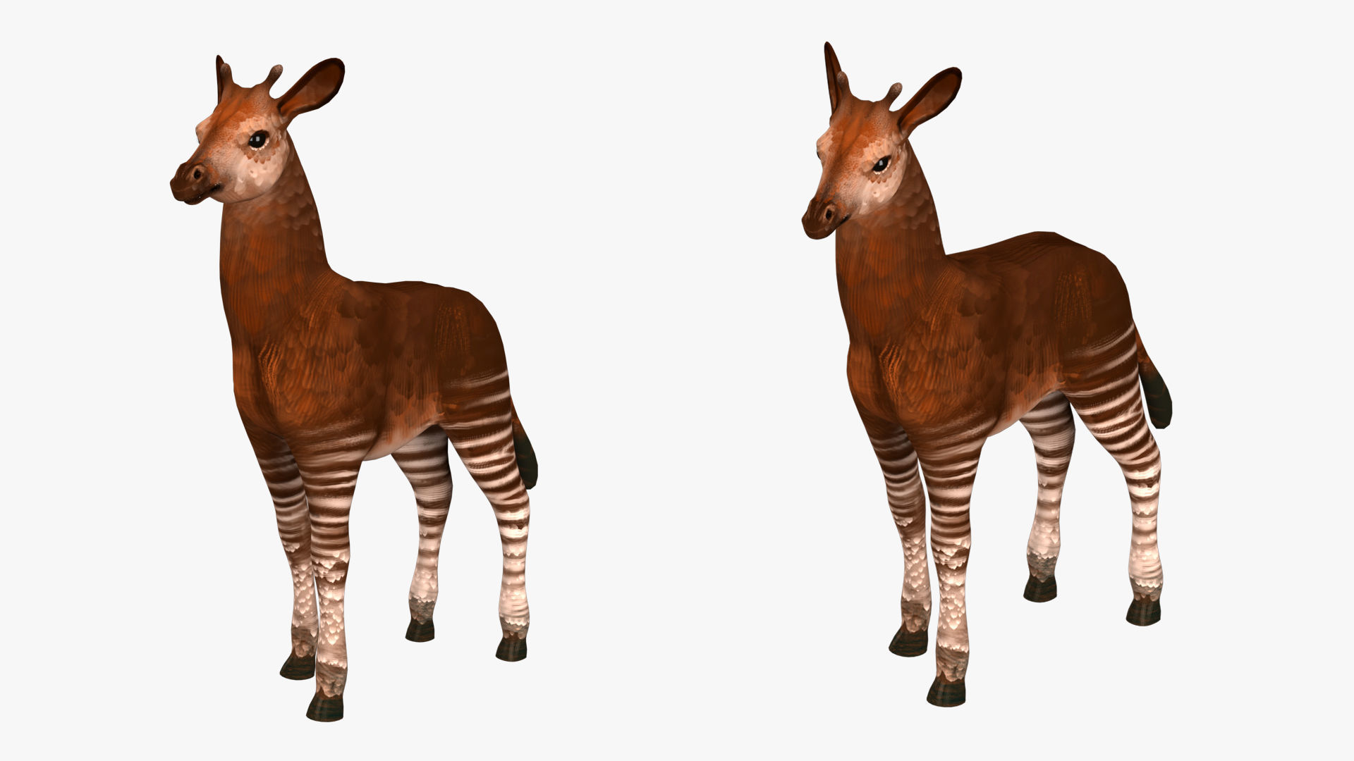 Okapi  rig  high-poly  textured 3D model_3