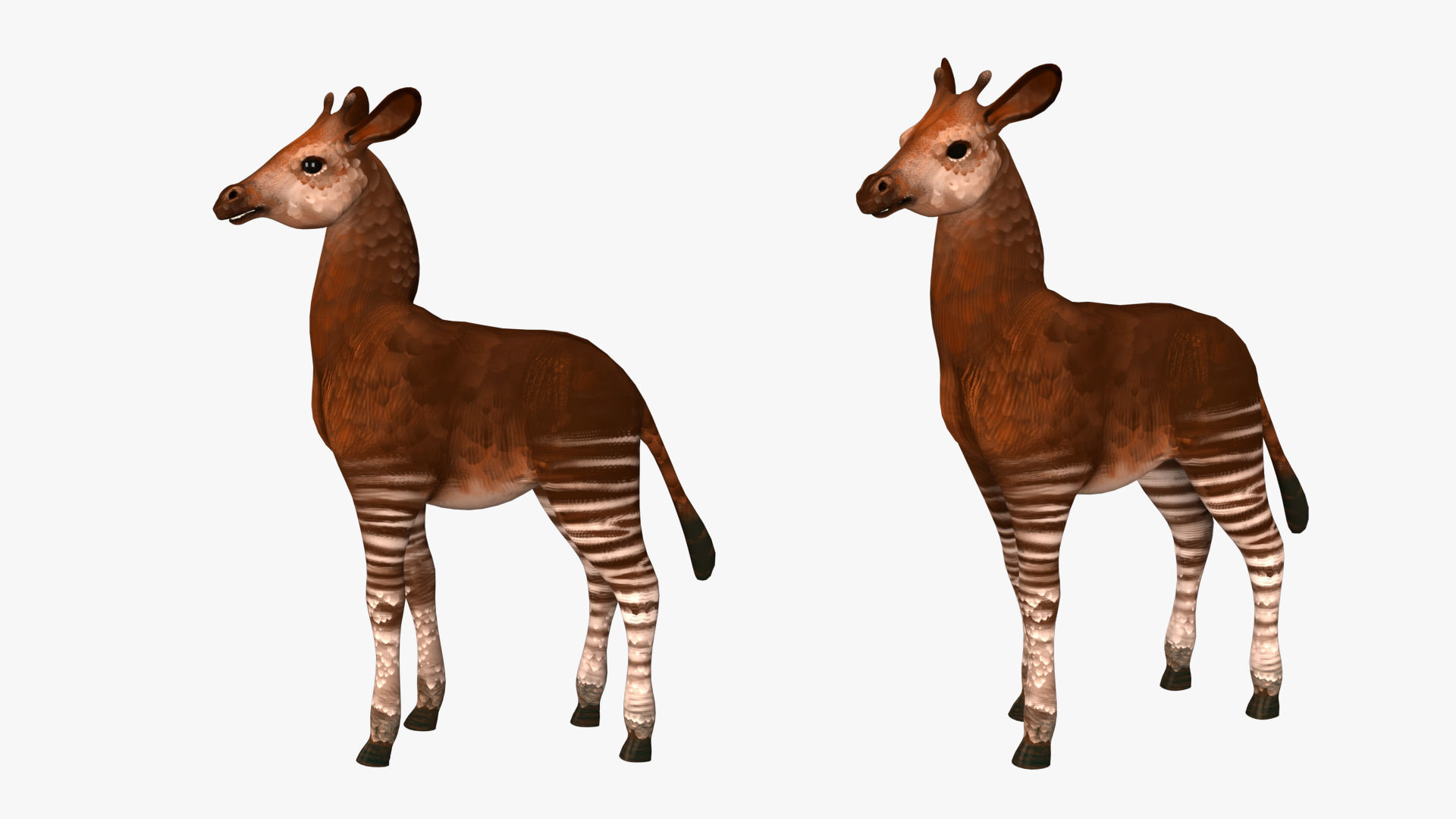 Okapi  rig  high-poly  textured 3D model_2