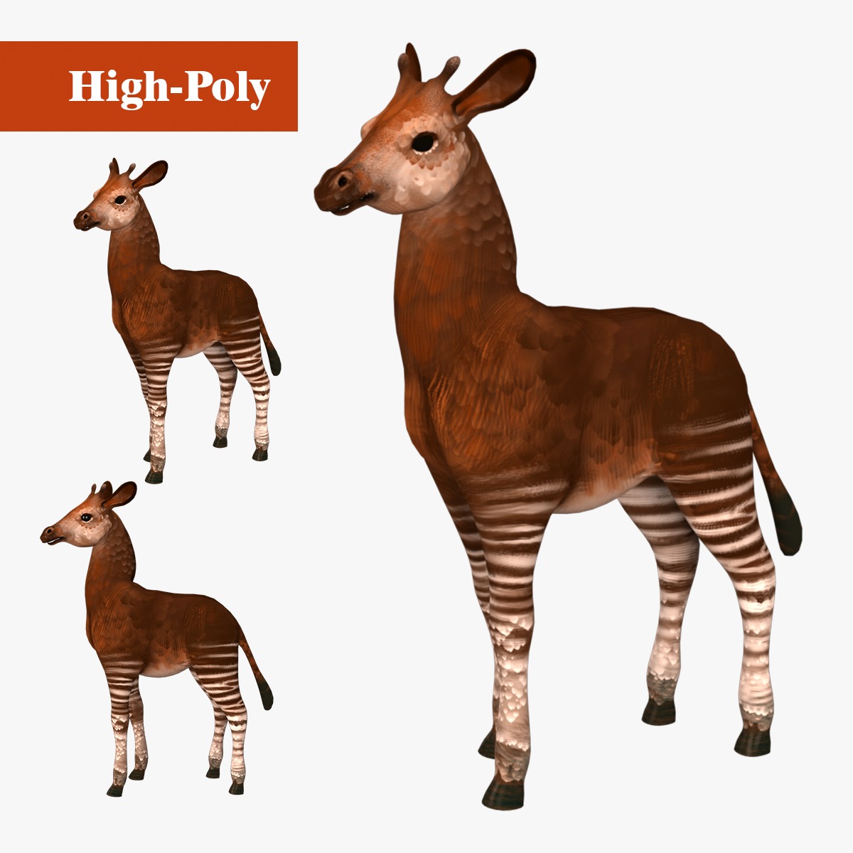 Okapi  rig  high-poly  textured 3D model_1