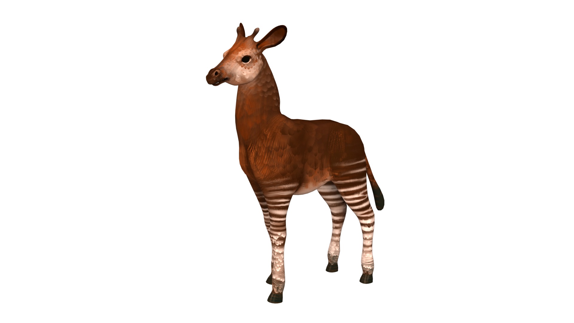 Okapi  rig  high-poly  textured 3D model_5