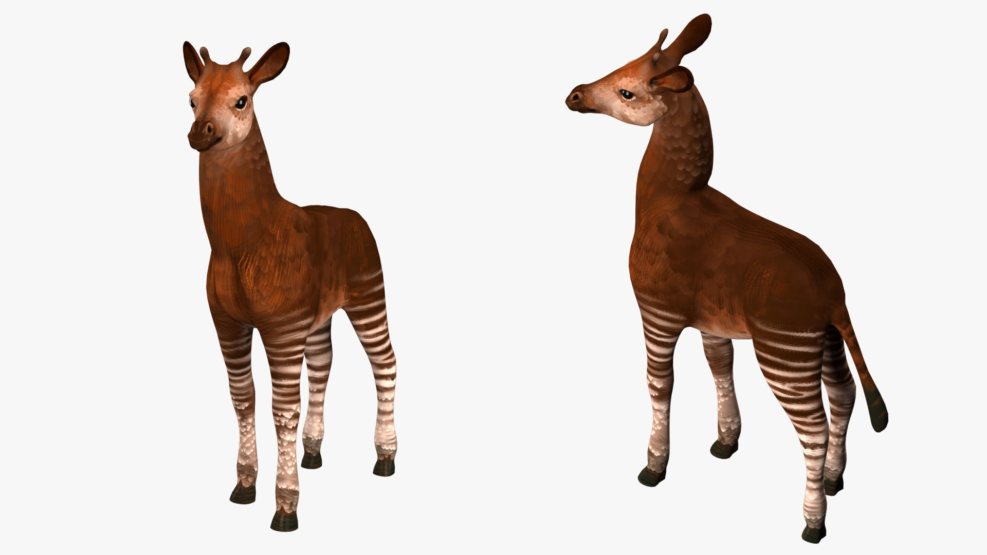 Okapi  rig  high-poly  textured 3D model_4