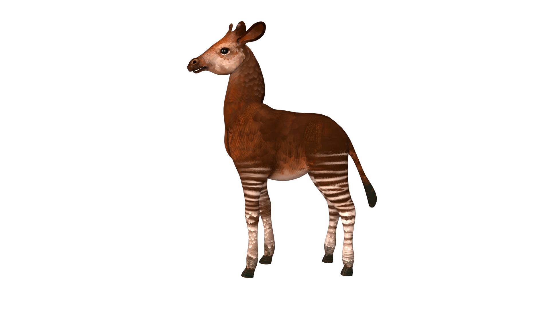 Okapi  rig  high-poly  textured 3D model_12