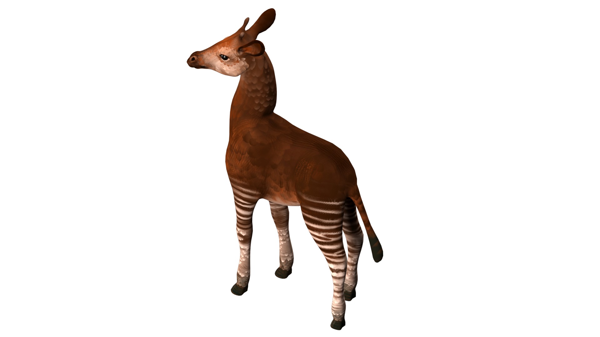 Okapi  rig  high-poly  textured 3D model_15
