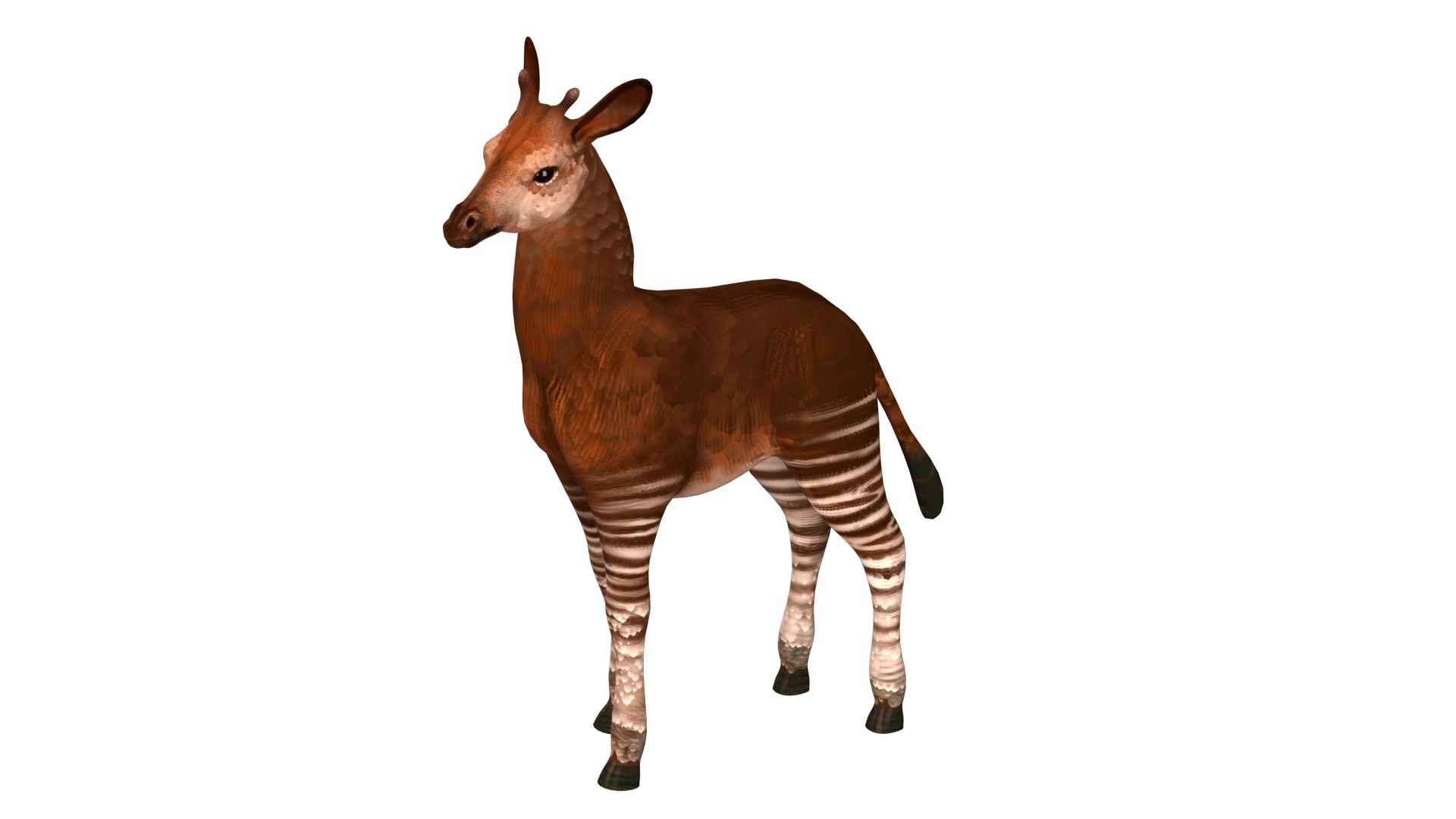 Okapi  rig  high-poly  textured 3D model_13