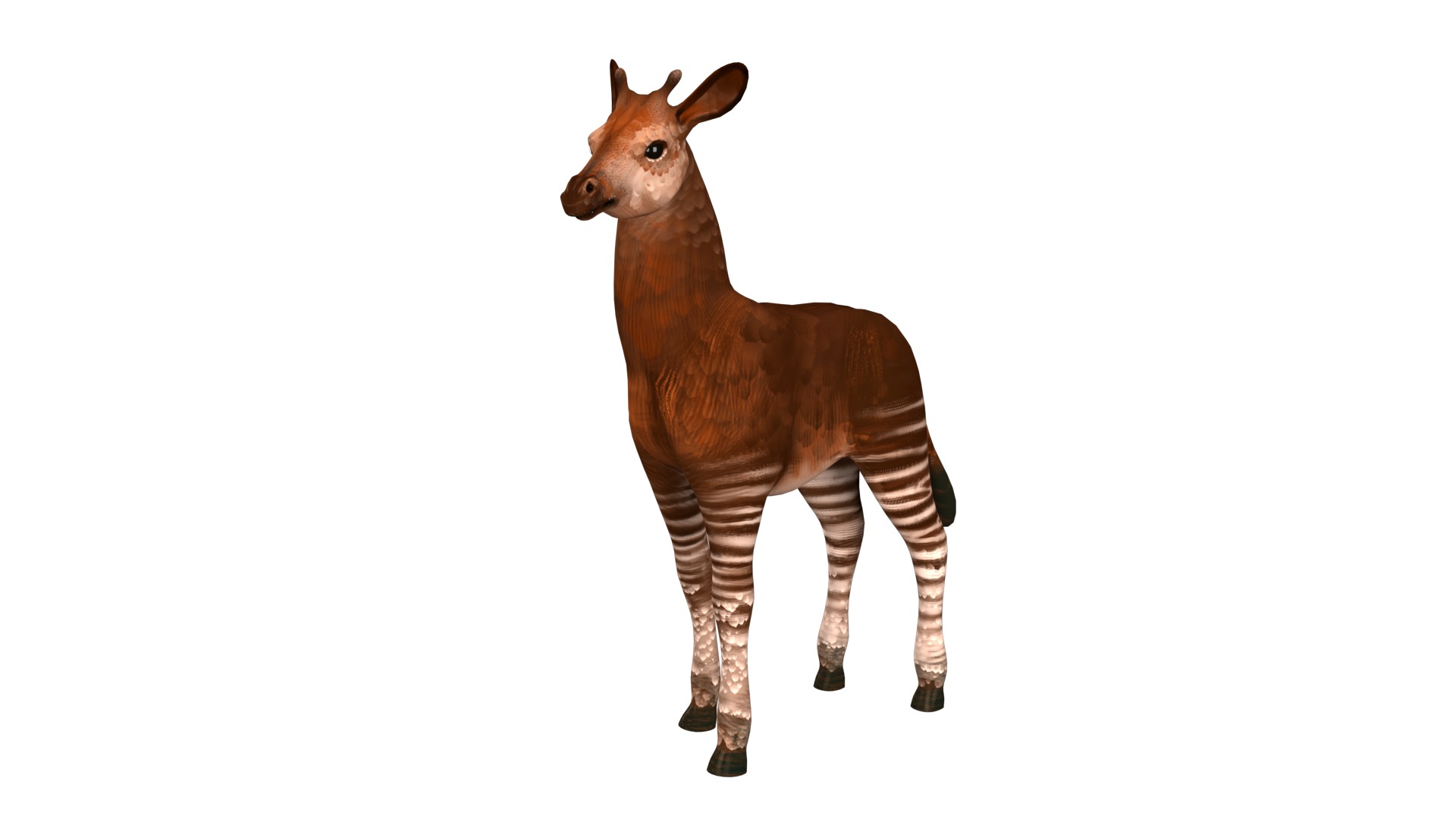 Okapi  rig  high-poly  textured 3D model_10