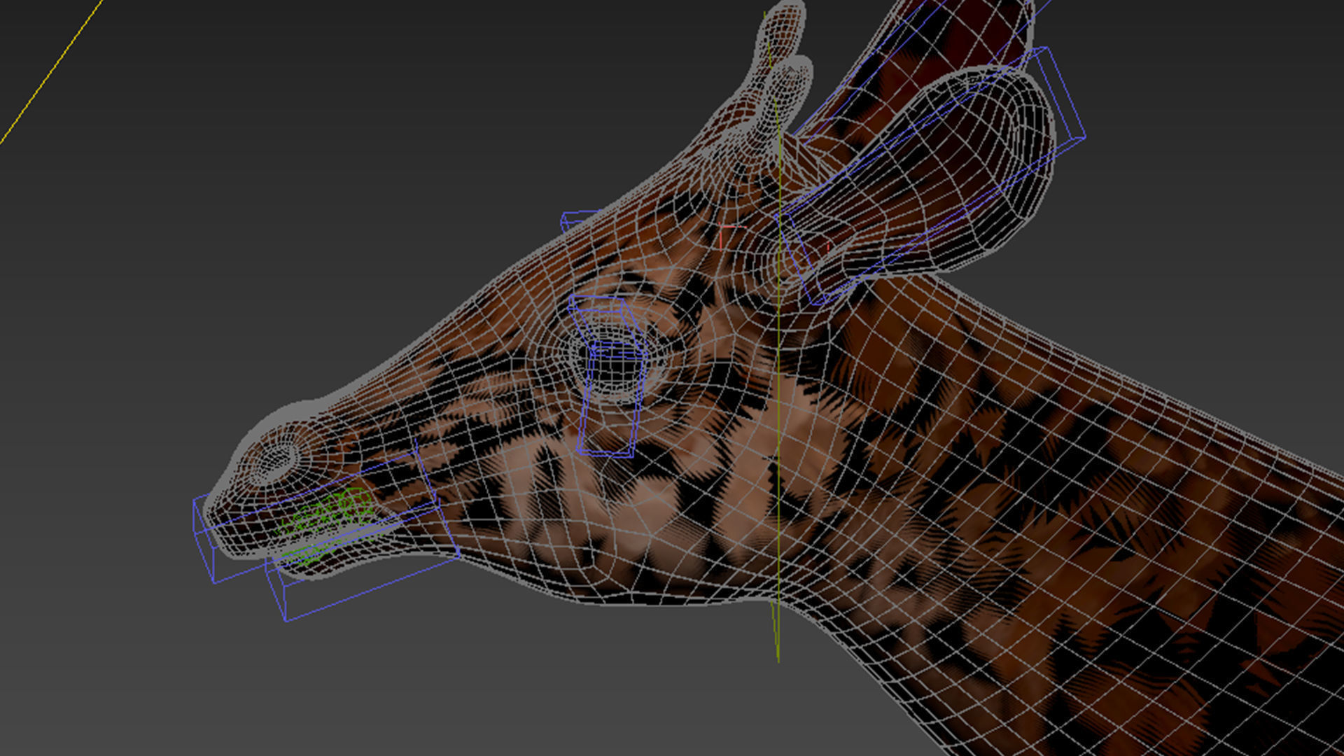 Okapi  rig  high-poly  textured 3D model_8