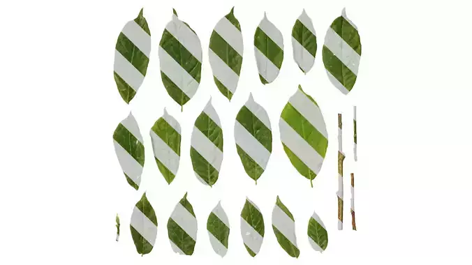 Anydrafts Magnolia zenii Leaf 01