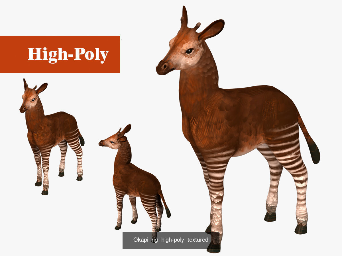 Okapi  alpaca with rig high-poly textured  3D Model Collection_3