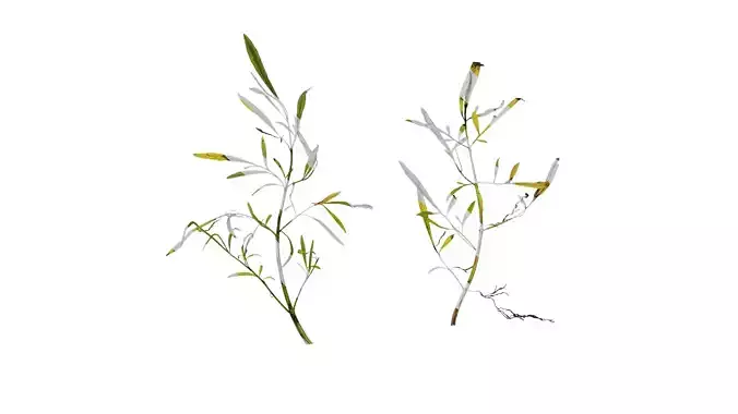 Anydrafts Sanvitalia procumbens Atlas 01