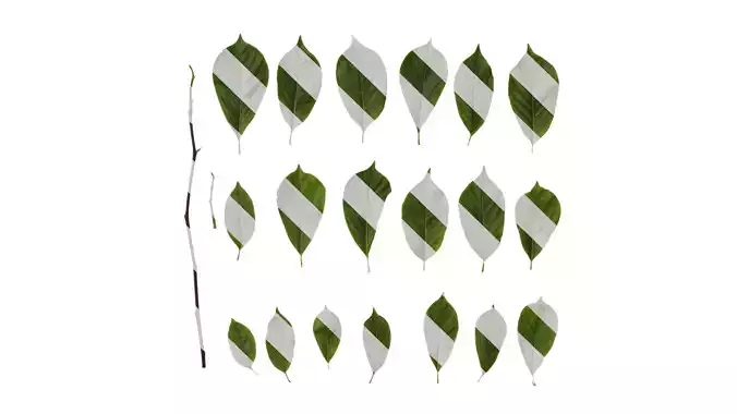 Anydrafts Magnolia zenii Leaf 05