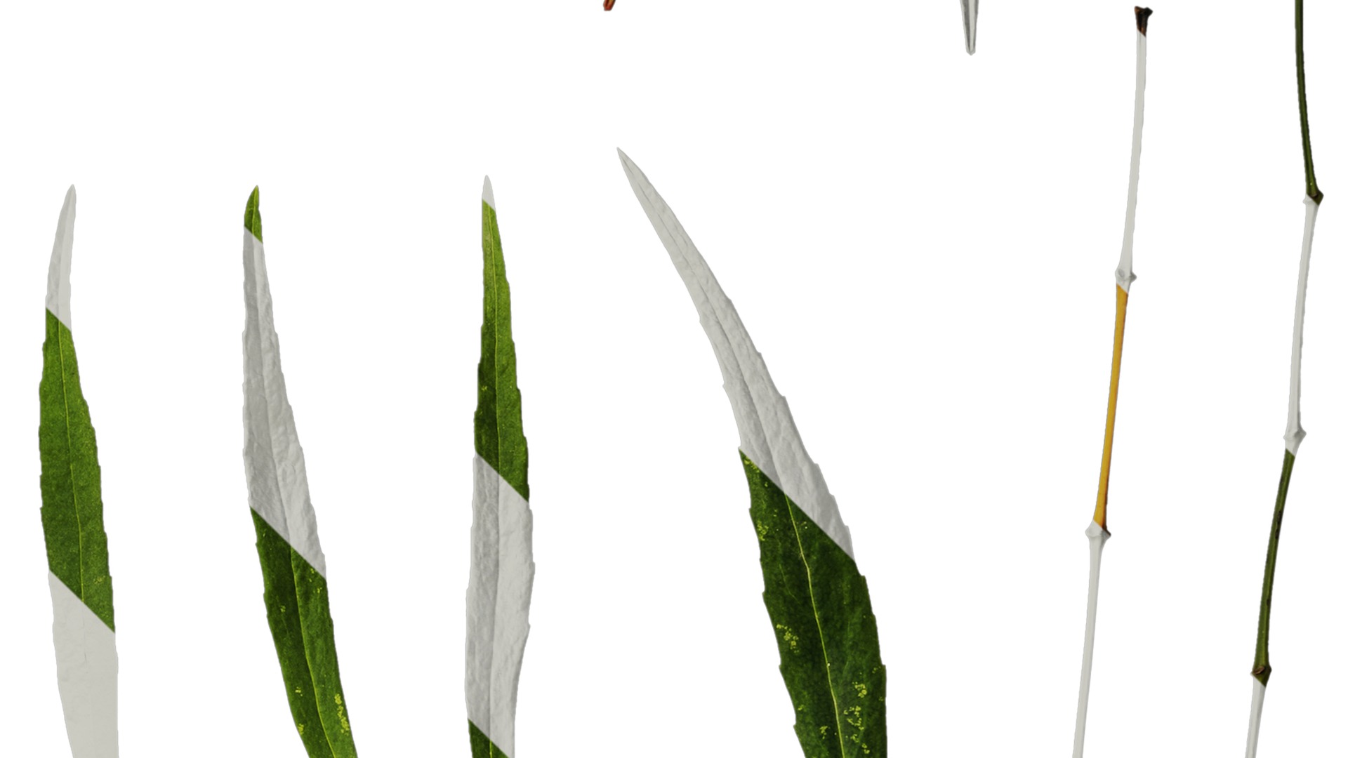 Anydrafts Mahonia fortunei Atlas 03 Texture_4