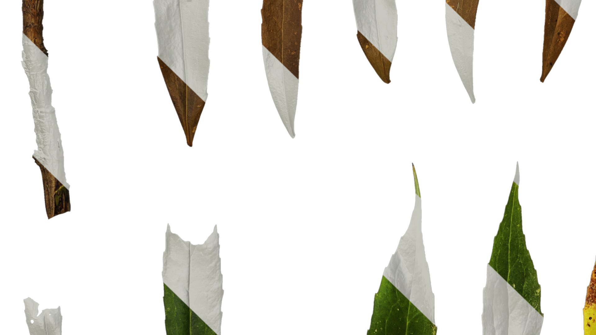 Anydrafts Mahonia fortunei Atlas 03 Texture_5