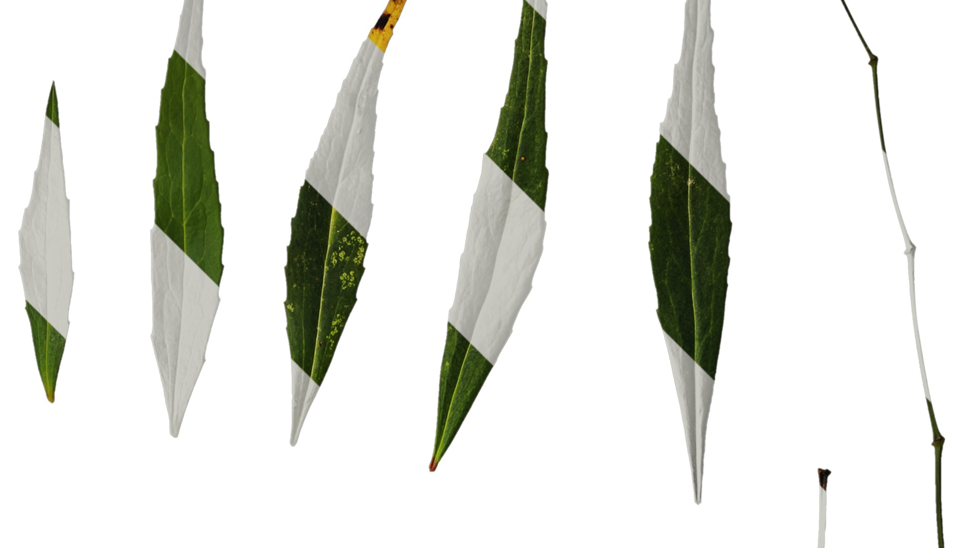 Anydrafts Mahonia fortunei Atlas 03 Texture_2