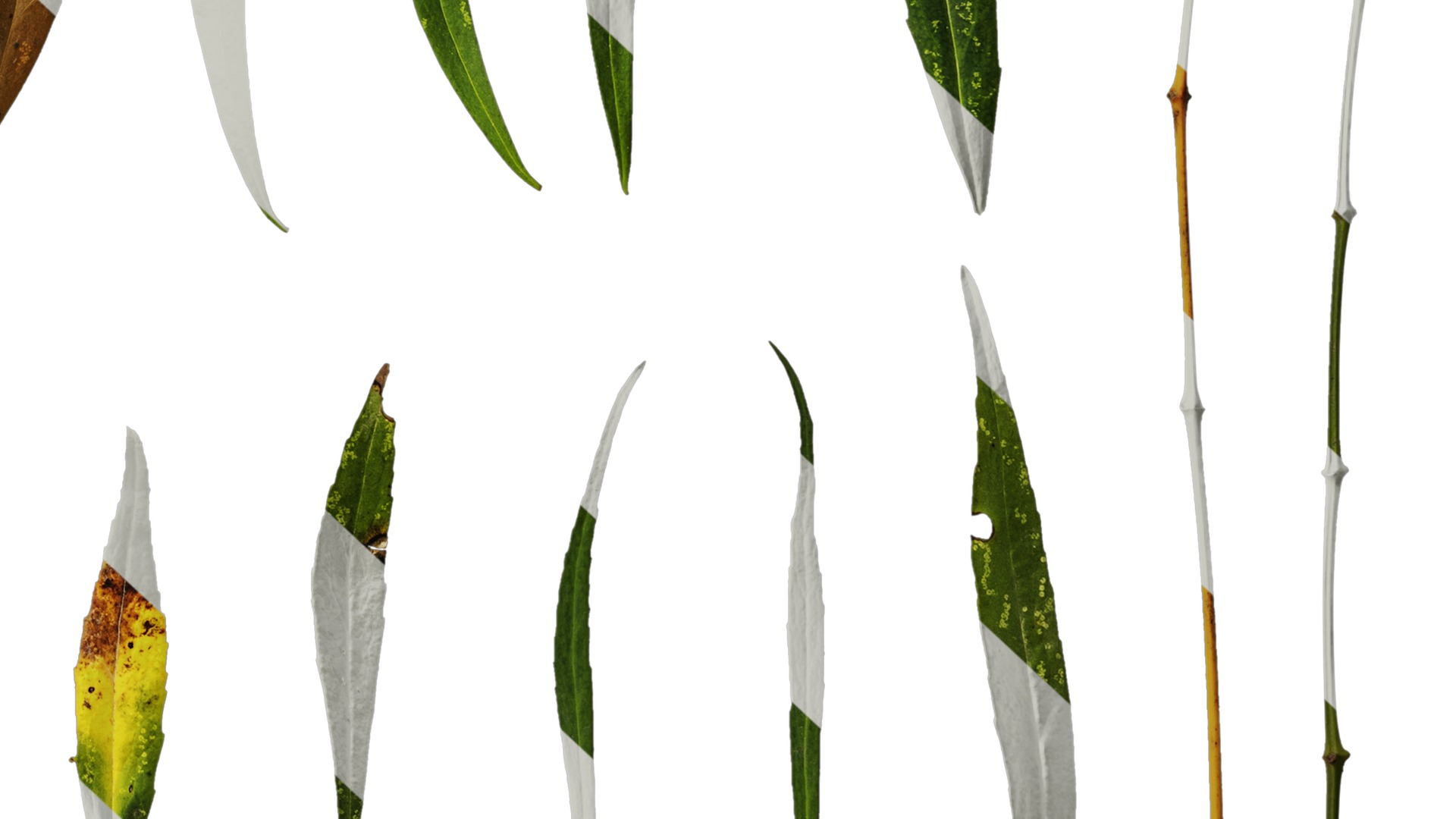 Anydrafts Mahonia fortunei Atlas 03 Texture_6