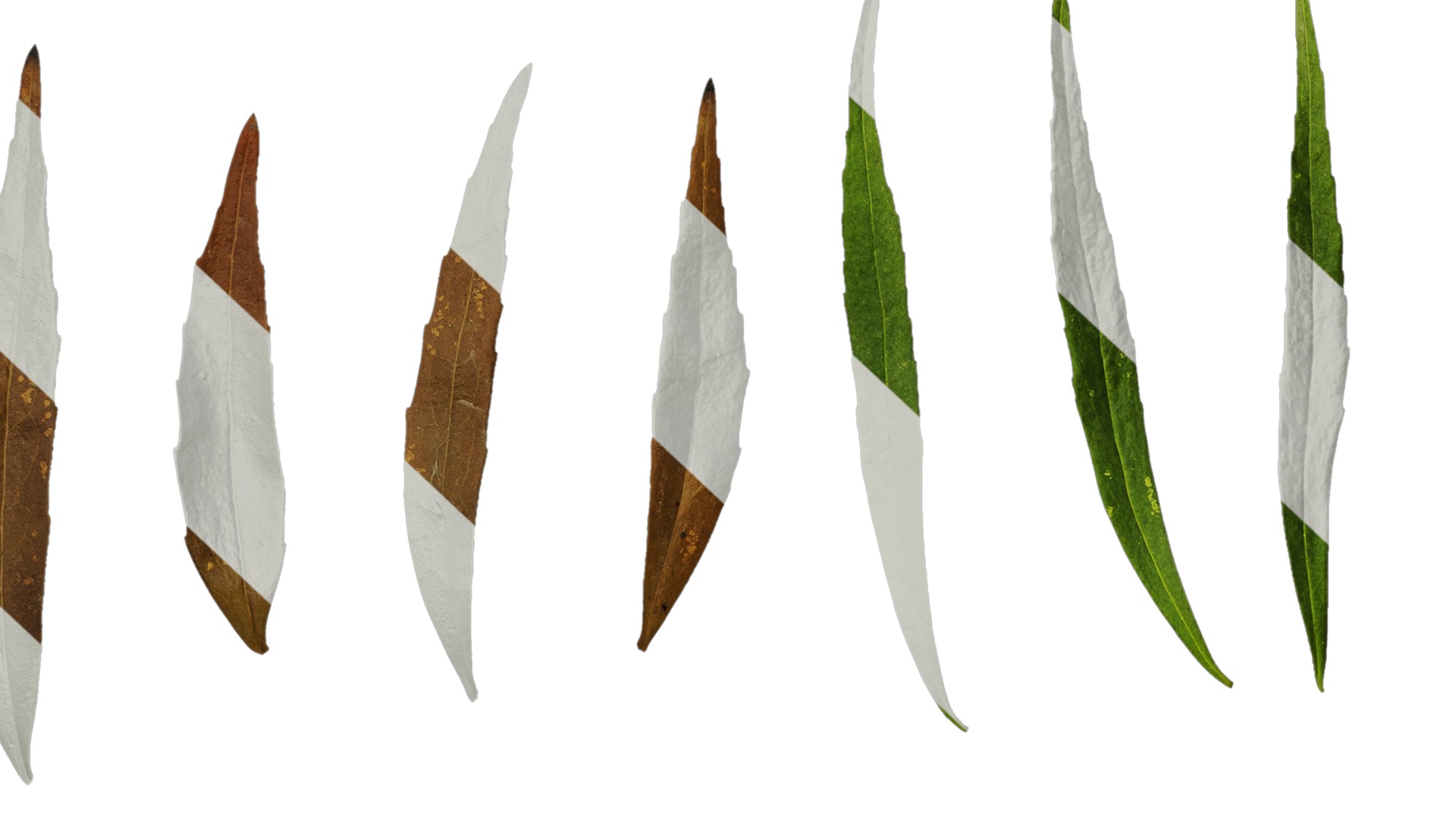 Anydrafts Mahonia fortunei Atlas 03 Texture_7