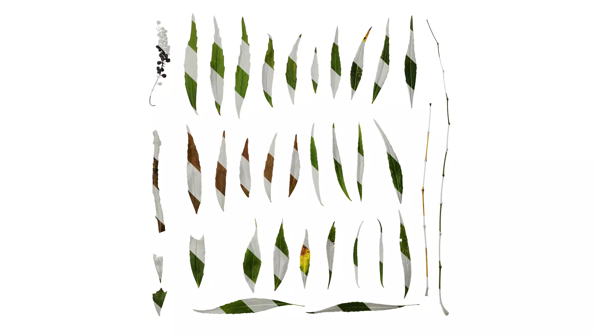 Anydrafts Mahonia fortunei Atlas 03 Texture_0