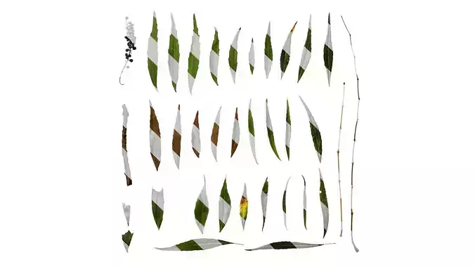 Anydrafts Mahonia fortunei Atlas 03