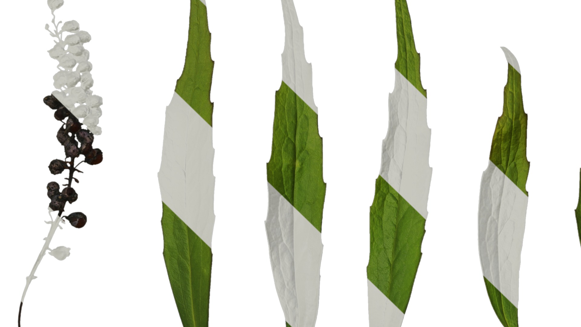 Anydrafts Mahonia fortunei Atlas 03 Texture_1