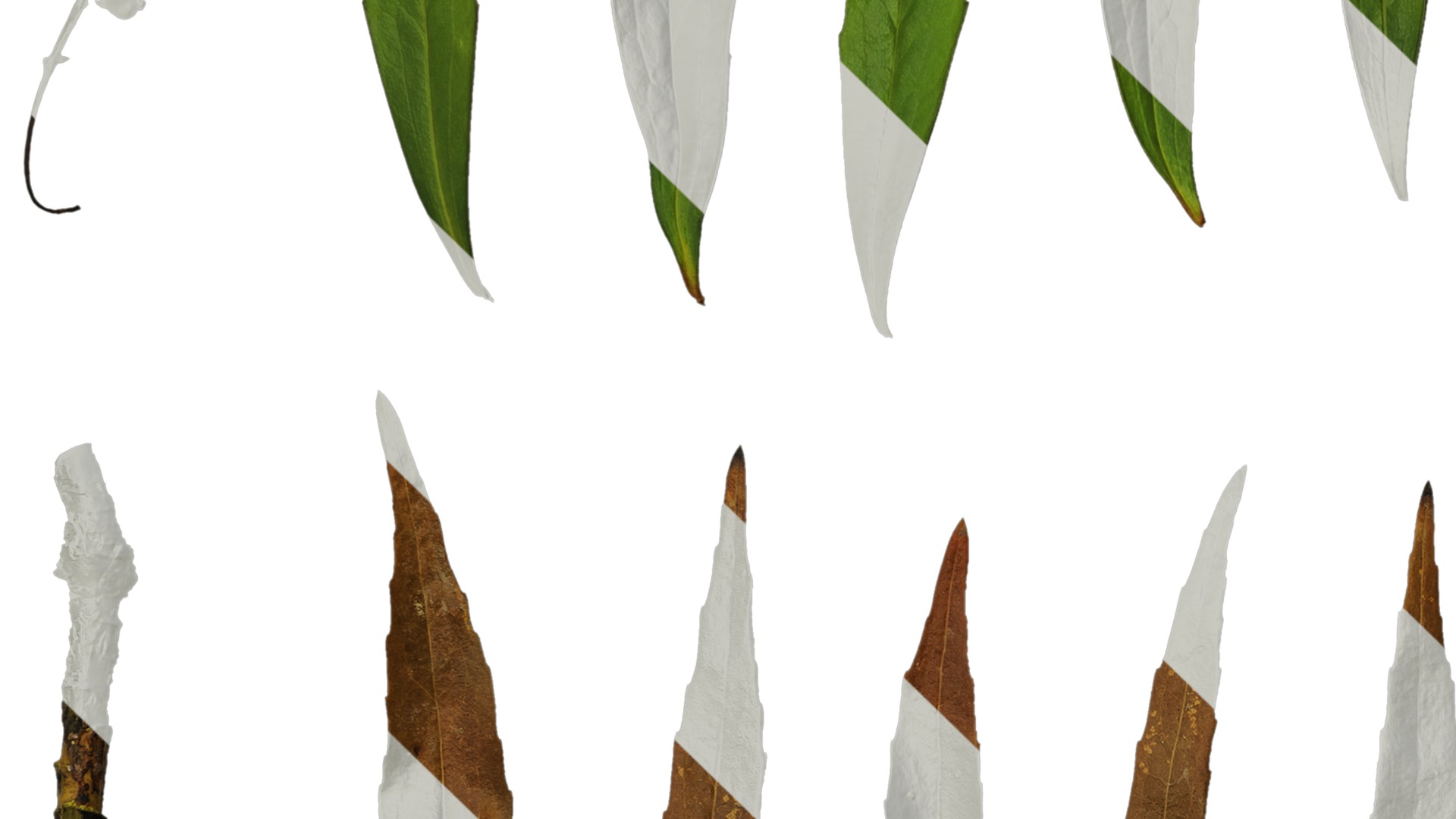 Anydrafts Mahonia fortunei Atlas 03 Texture_3