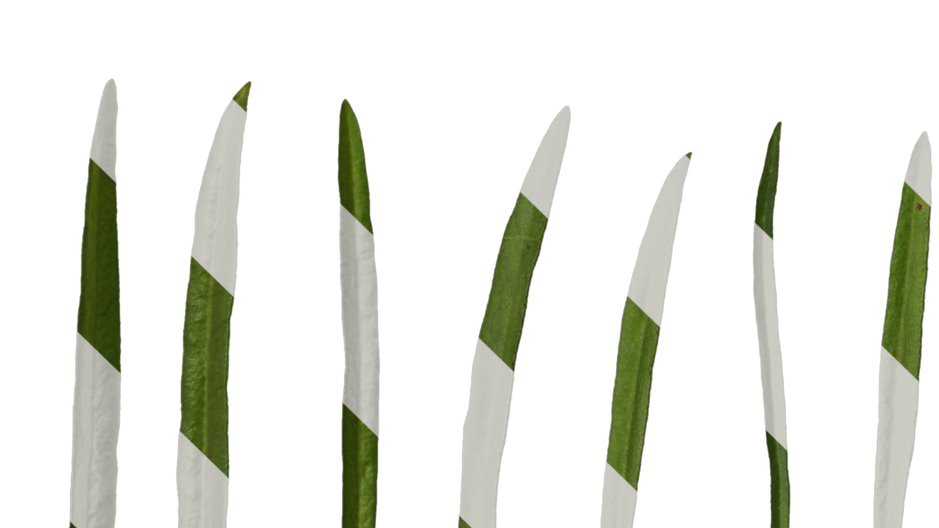 Anydrafts Sanvitalia procumbens Leaf 02 Texture_1