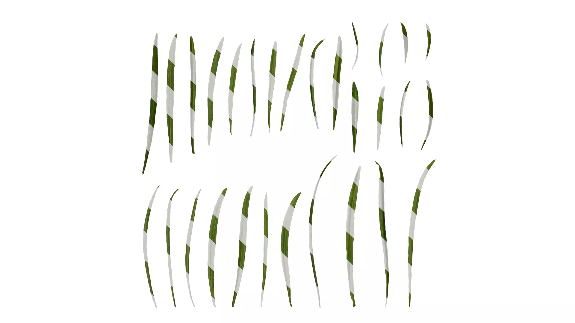 Anydrafts Sanvitalia procumbens Leaf 02 Texture_0