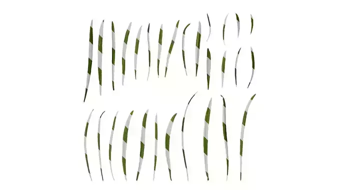 Anydrafts Sanvitalia procumbens Leaf 02