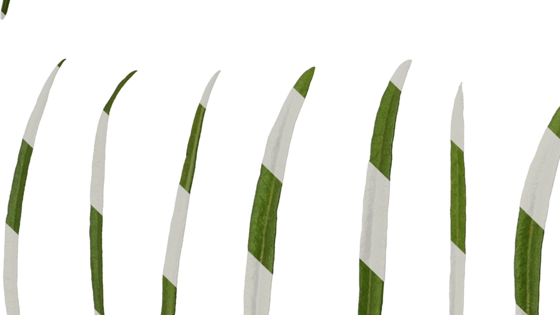 Anydrafts Sanvitalia procumbens Leaf 02 Texture_5