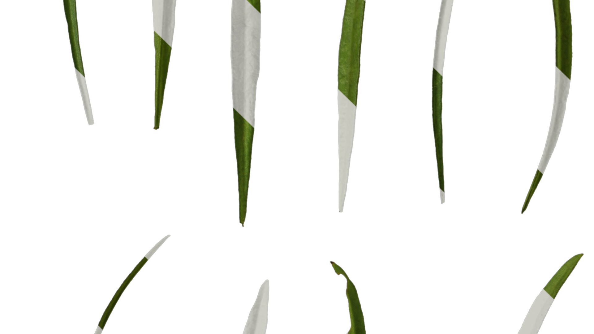 Anydrafts Sanvitalia procumbens Leaf 02 Texture_4