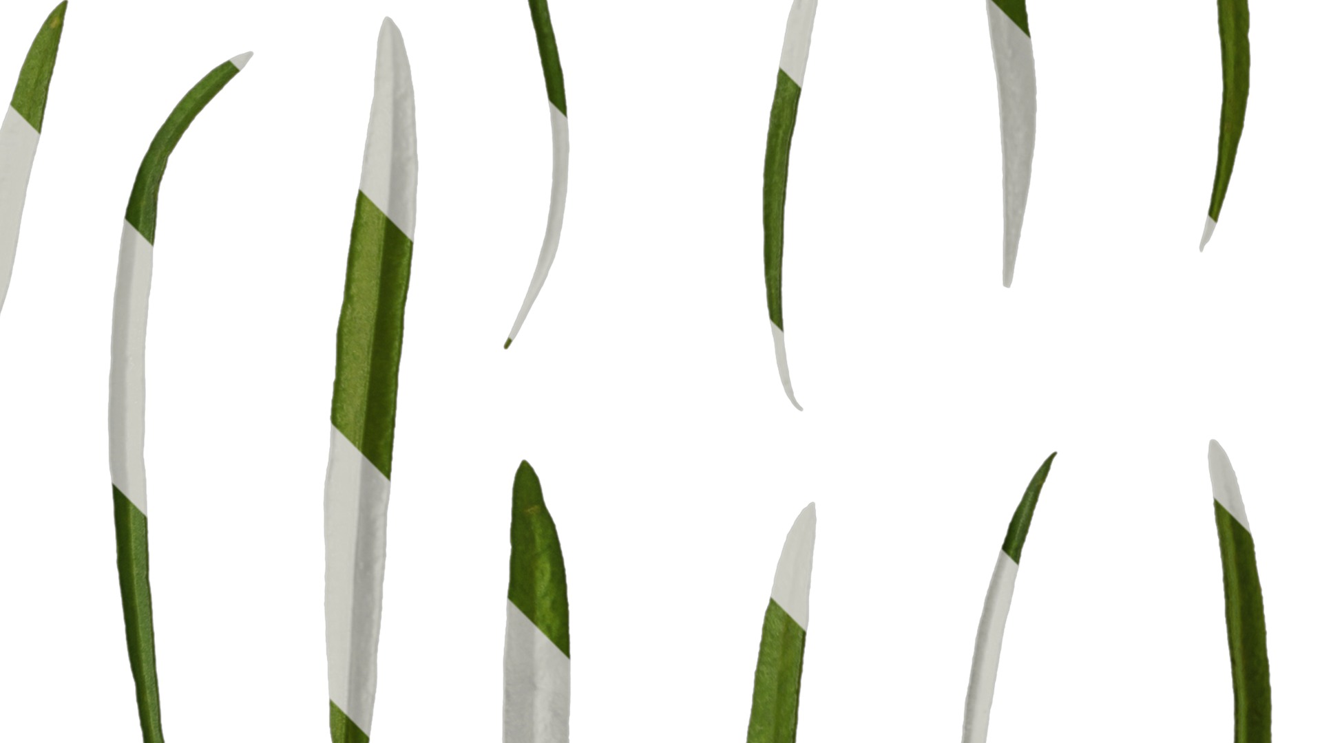 Anydrafts Sanvitalia procumbens Leaf 02 Texture_2