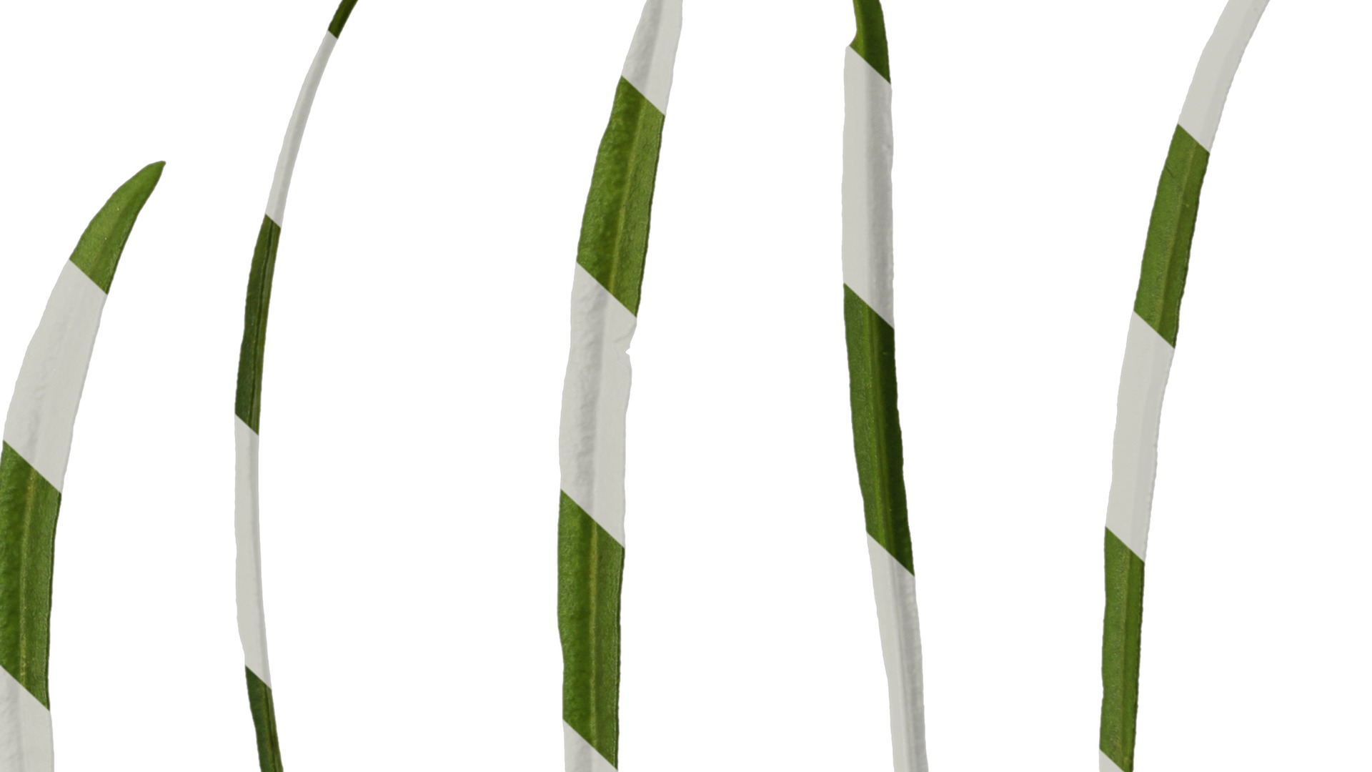 Anydrafts Sanvitalia procumbens Leaf 02 Texture_6