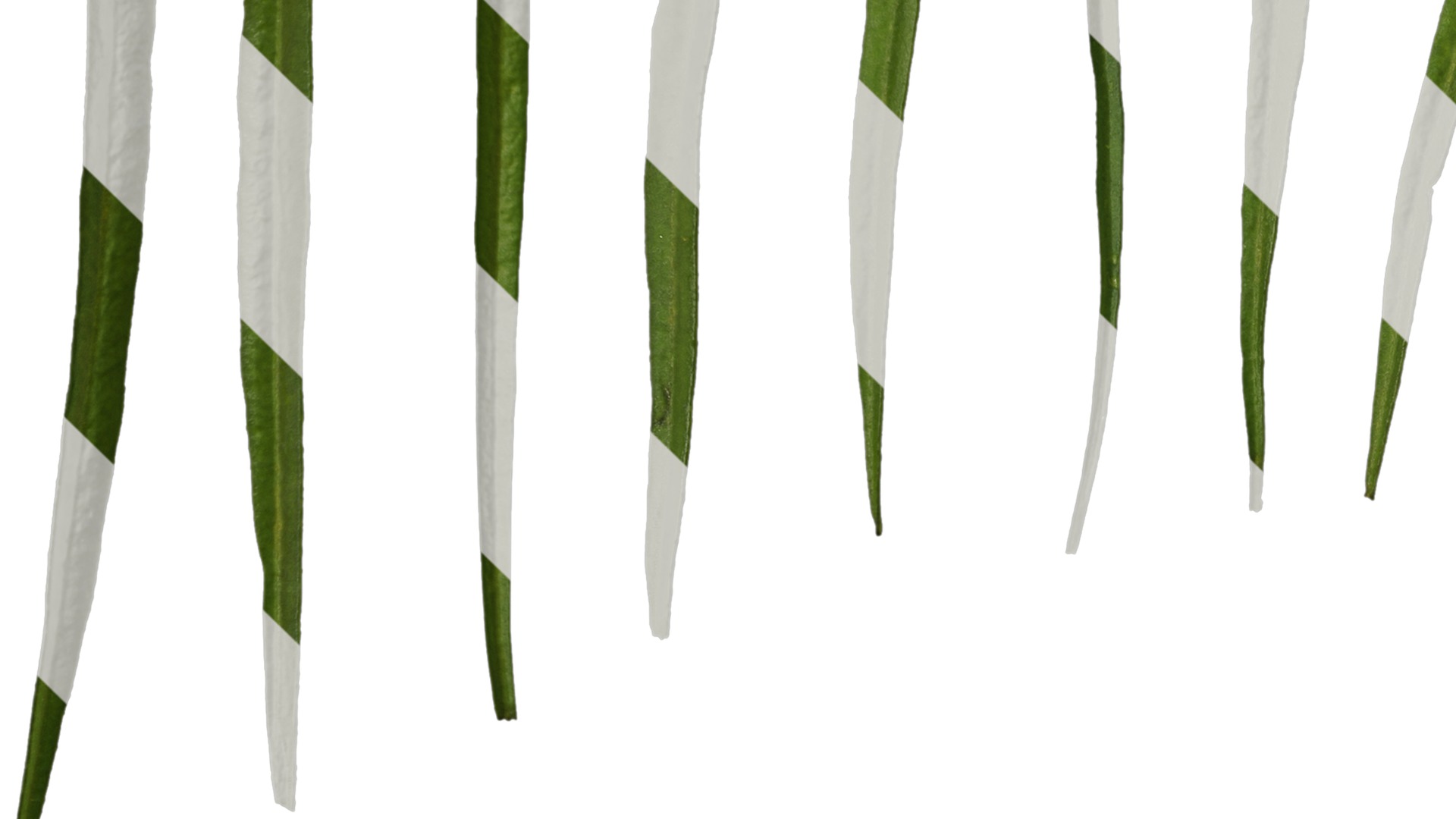 Anydrafts Sanvitalia procumbens Leaf 02 Texture_3