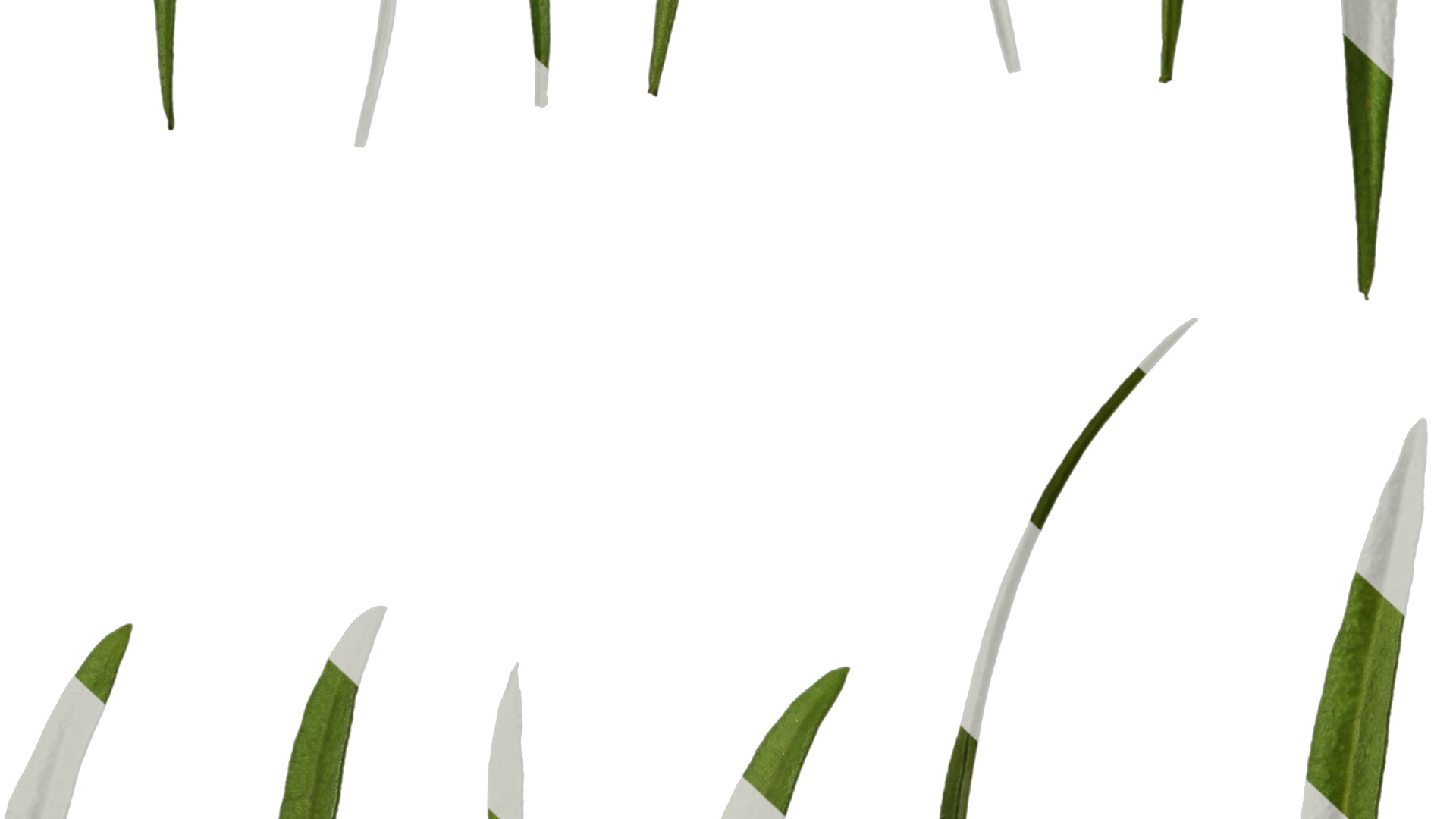 Anydrafts Sanvitalia procumbens Leaf 02 Texture_7