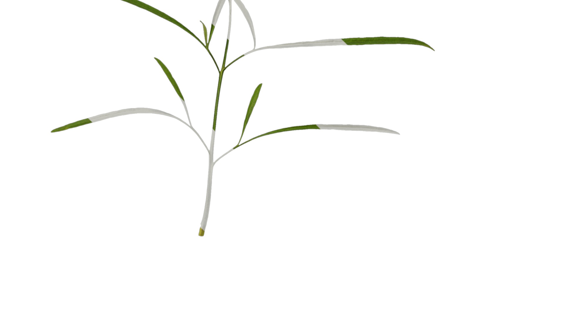 Anydrafts Sanvitalia procumbens Leaf 04 Texture_3