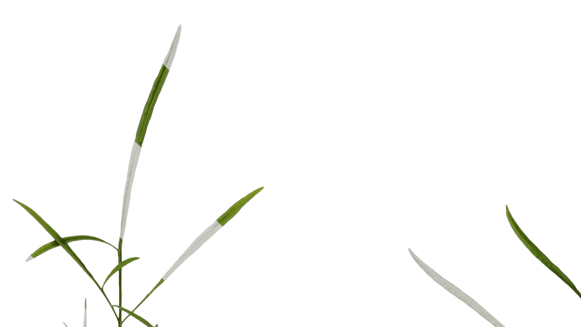 Anydrafts Sanvitalia procumbens Leaf 04 Texture_5