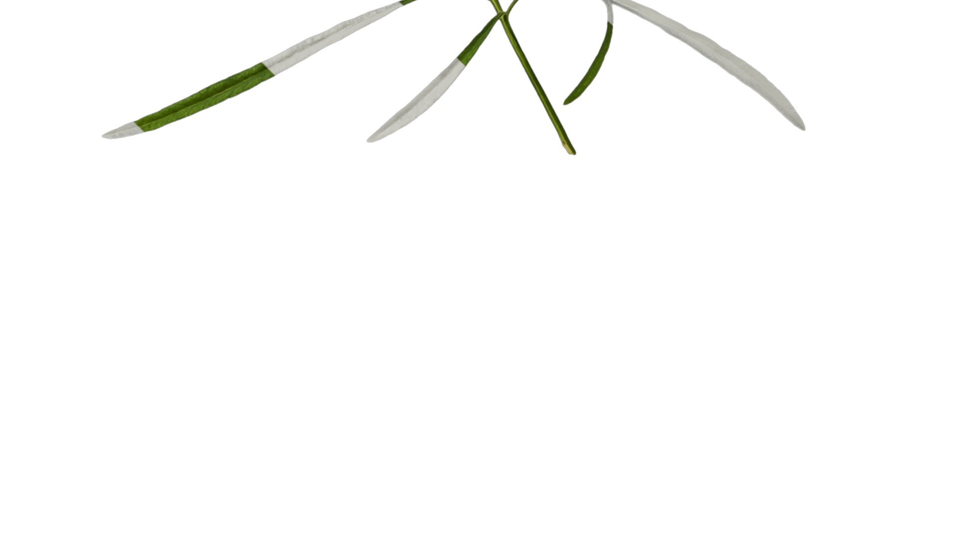 Anydrafts Sanvitalia procumbens Leaf 04 Texture_4