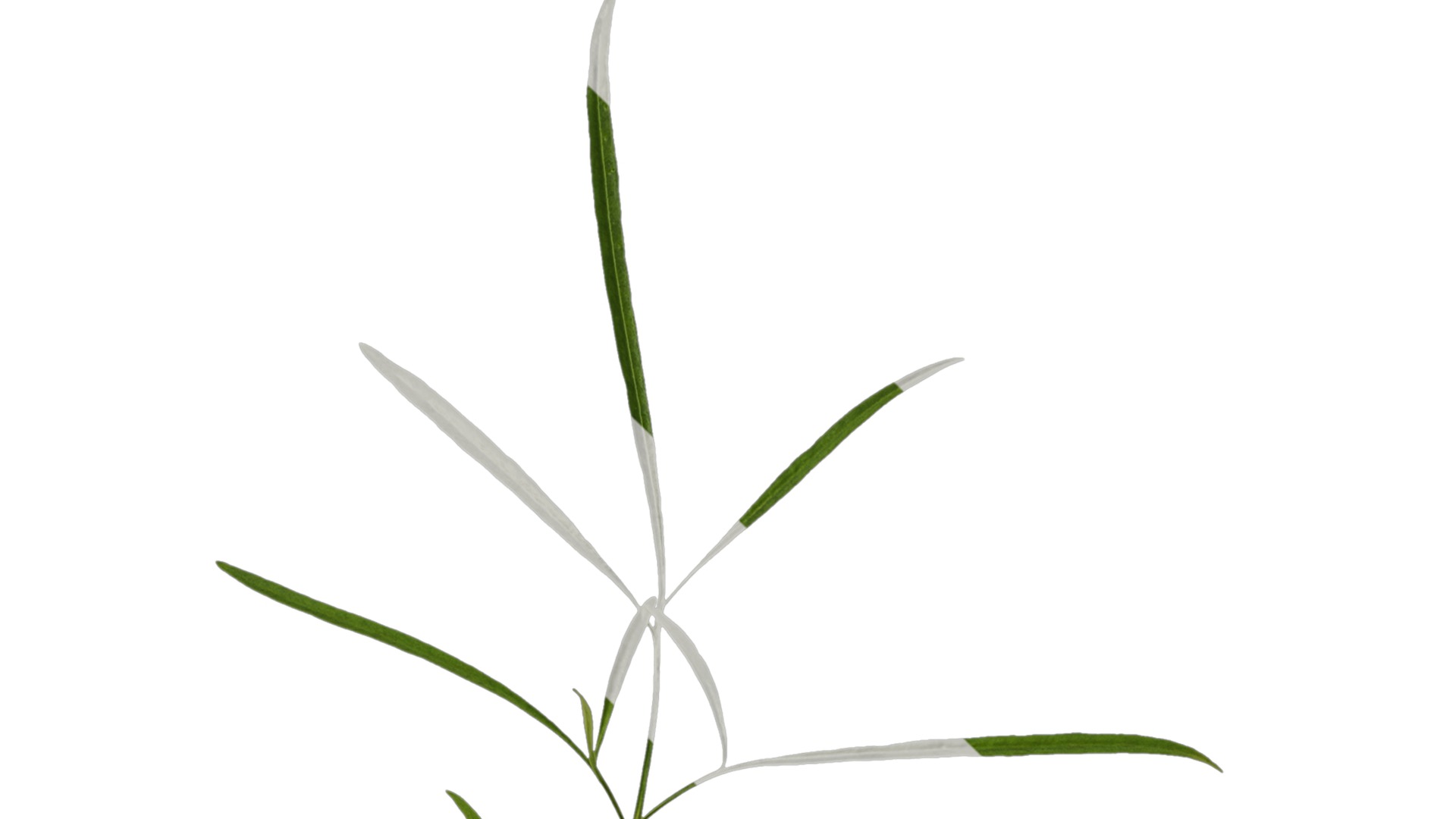 Anydrafts Sanvitalia procumbens Leaf 04 Texture_1