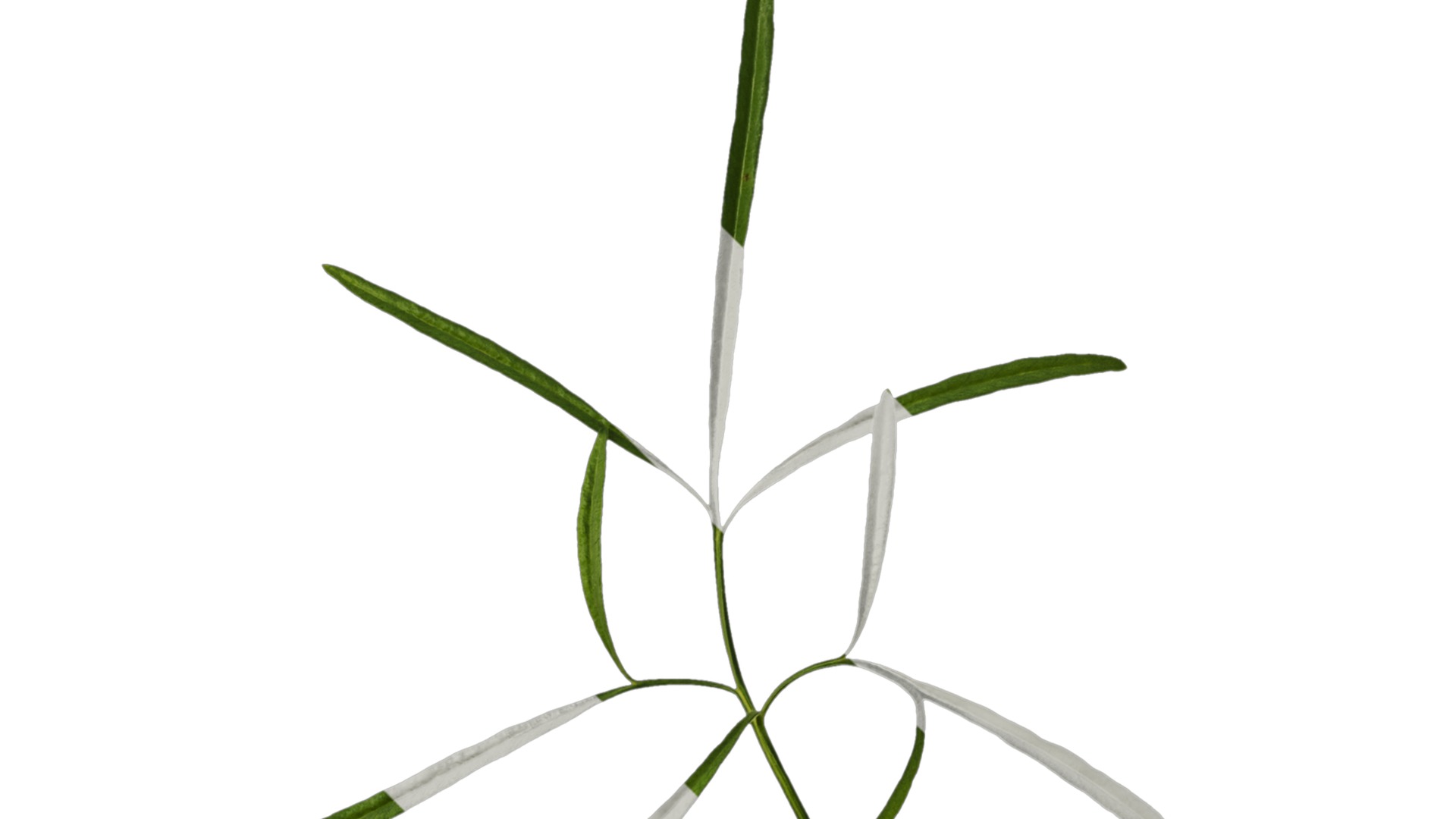 Anydrafts Sanvitalia procumbens Leaf 04 Texture_2