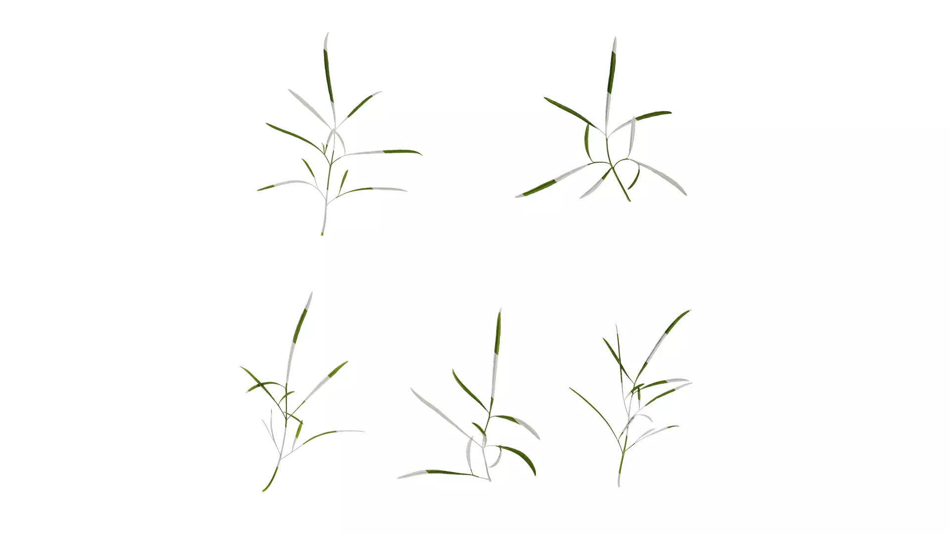 Anydrafts Sanvitalia procumbens Leaf 04 Texture_0