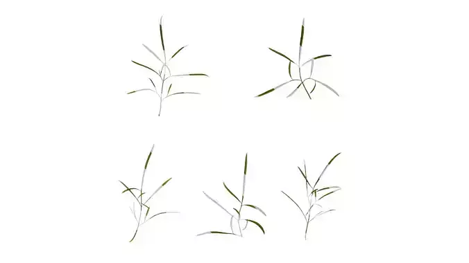 Anydrafts Sanvitalia procumbens Leaf 04