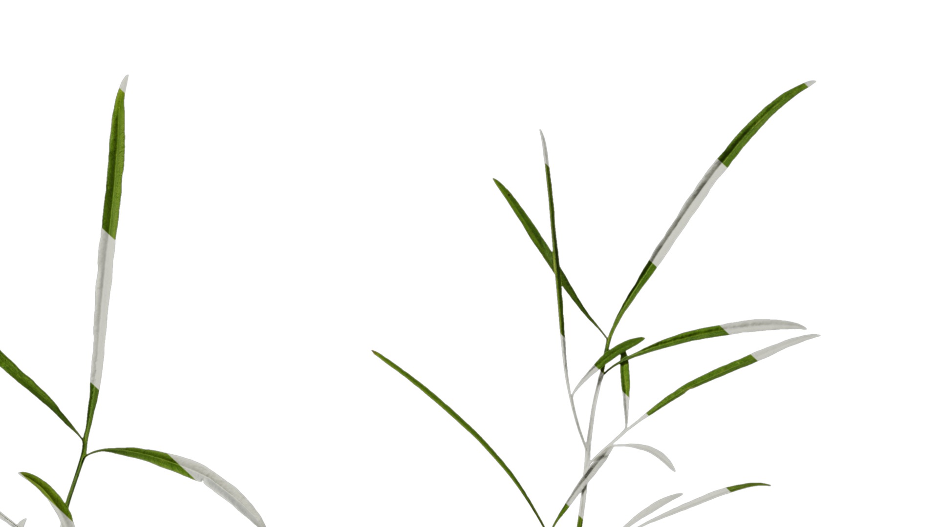 Anydrafts Sanvitalia procumbens Leaf 04 Texture_6